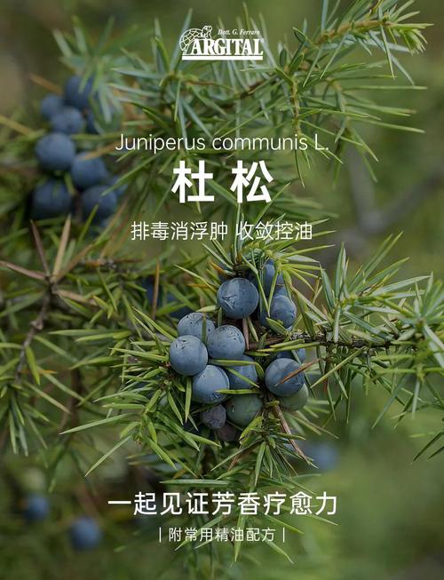 杜松的文化意义，杜松是啥-第7张图片-优品飞百科