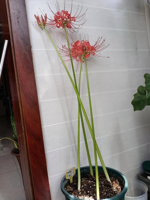 彼岸花喜阴还是喜阳,彼岸花家庭可以养吗,彼岸花喜欢什么土壤-第2张图片-优品飞百科 彼岸花喜阴还是喜阳,彼岸花家庭可以养吗,彼岸花喜欢什么土壤-第2张图片-优品飞百科