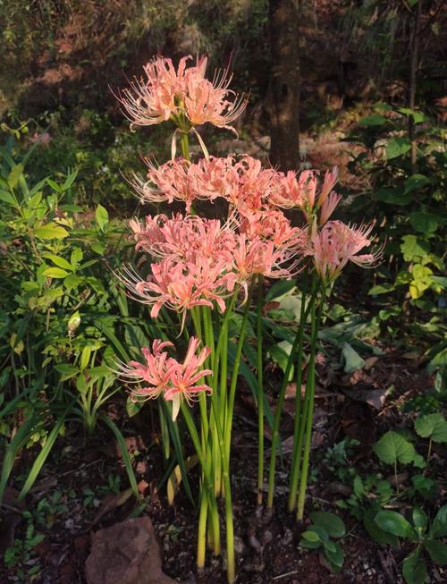 石蒜花可以养在家里吗，石蒜花可以养在家里吗?需要注意哪些养护细节?-第1张图片-优品飞百科