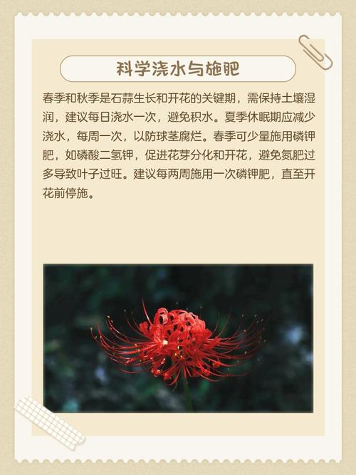 石蒜花可以养在家里吗，石蒜花可以养在家里吗?需要注意哪些养护细节?-第2张图片-优品飞百科