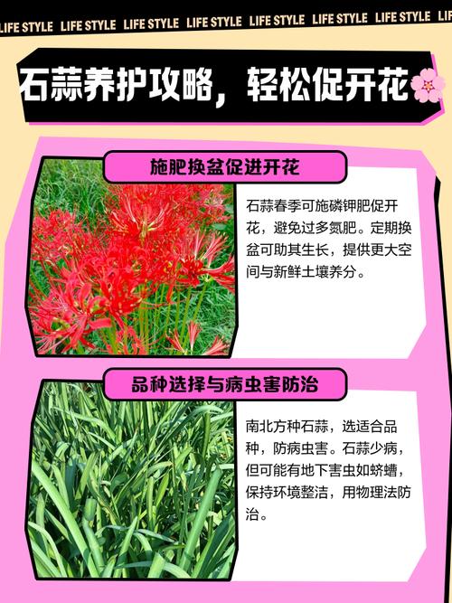石蒜花可以养在家里吗，石蒜花可以养在家里吗?需要注意哪些养护细节?-第3张图片-优品飞百科
