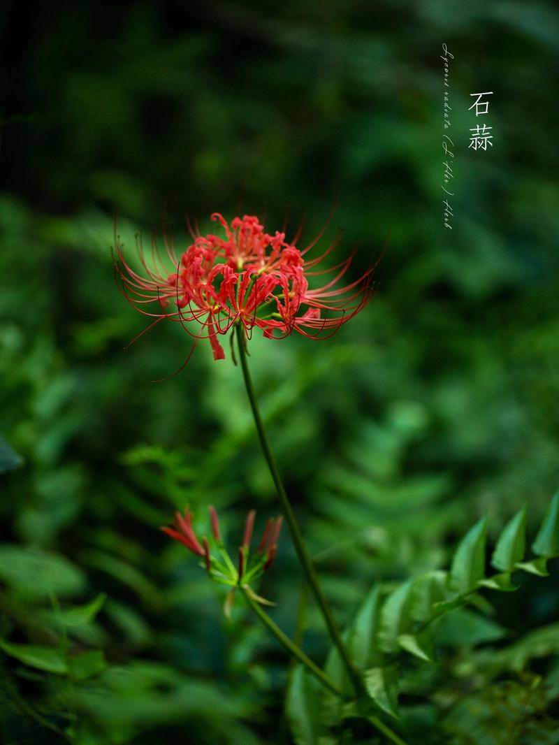 石蒜花可以养在家里吗，石蒜花可以养在家里吗?需要注意哪些养护细节?-第4张图片-优品飞百科