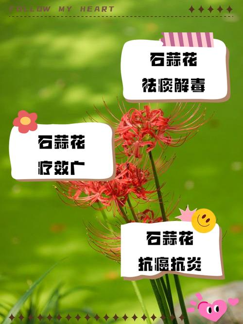 石蒜花可以养在家里吗，石蒜花可以养在家里吗?需要注意哪些养护细节?-第5张图片-优品飞百科