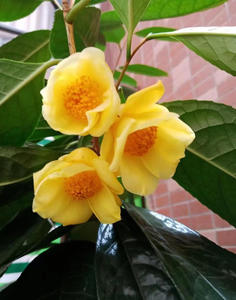 这6种“养生花”,秋天湿气寒气全吸走,家里有老人必备!的简单介绍-第6张图片-优品飞百科 这6种“养生花”,秋天湿气寒气全吸走,家里有老人必备!的简单介绍-第6张图片-优品飞百科