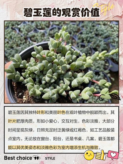 鹿角海棠和碧玉莲的区别，鹿角和碧玉莲是一样的吗？