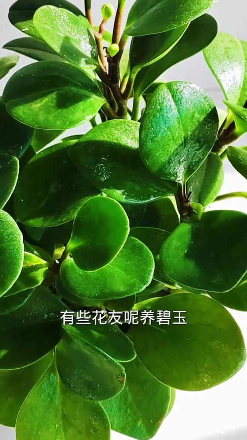 鹿角海棠和碧玉莲的区别，鹿角和碧玉莲是一样的吗？-第2张图片-优品飞百科