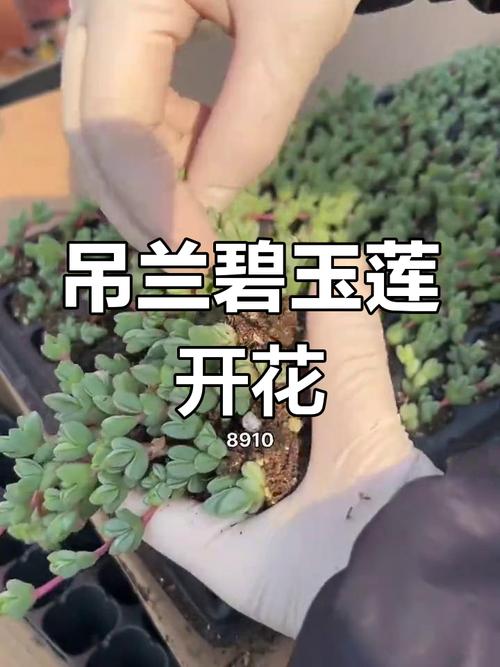 鹿角海棠和碧玉莲的区别，鹿角和碧玉莲是一样的吗？-第3张图片-优品飞百科