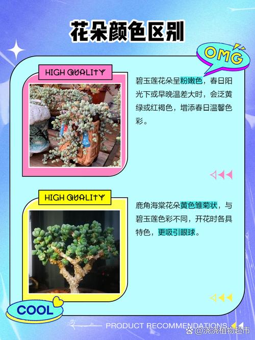 鹿角海棠和碧玉莲的区别，鹿角和碧玉莲是一样的吗？-第4张图片-优品飞百科