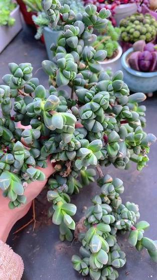 鹿角海棠和碧玉莲的区别，鹿角和碧玉莲是一样的吗？-第6张图片-优品飞百科