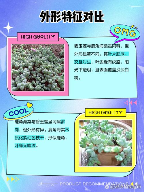 鹿角海棠和碧玉莲的区别，鹿角和碧玉莲是一样的吗？-第7张图片-优品飞百科