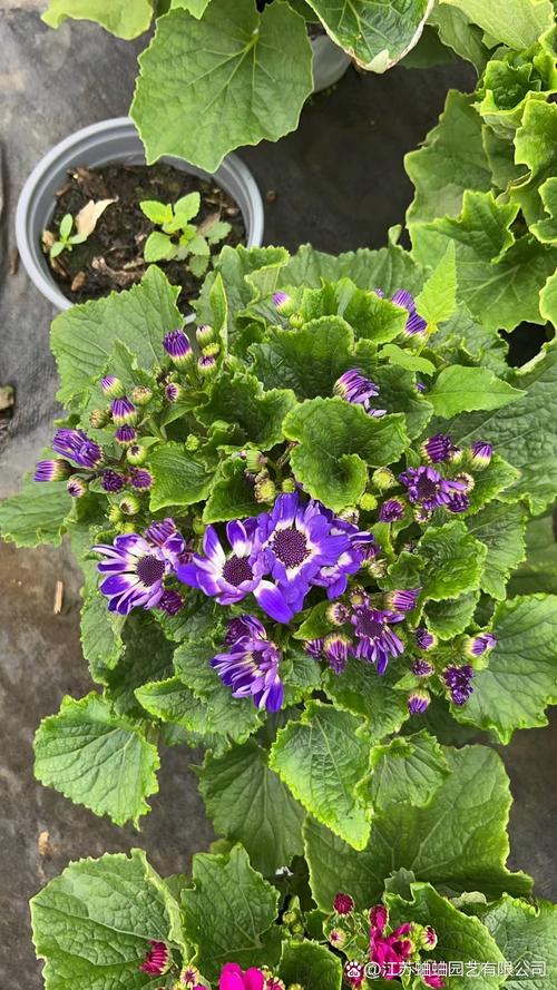 瓜叶菊能放室内吗，瓜叶菊养在家里好吗-第1张图片-优品飞百科