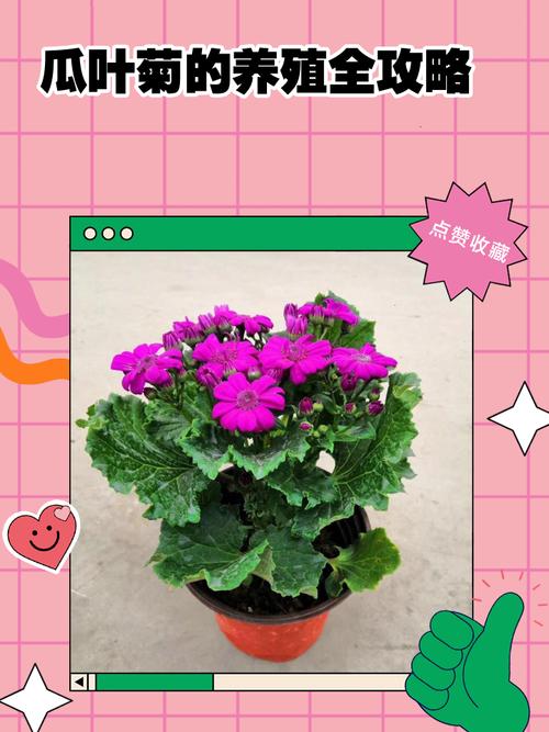 瓜叶菊能放室内吗，瓜叶菊养在家里好吗-第2张图片-优品飞百科