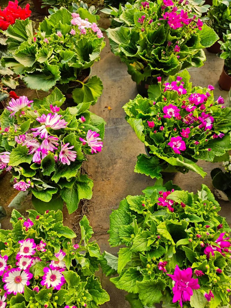 瓜叶菊能放室内吗，瓜叶菊养在家里好吗-第3张图片-优品飞百科