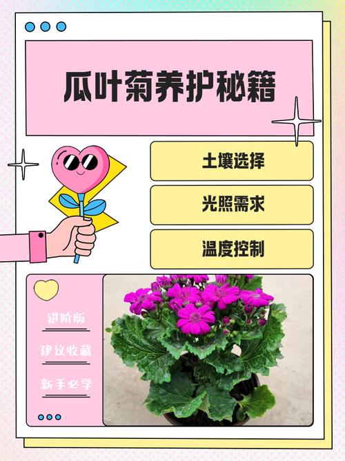 瓜叶菊能放室内吗，瓜叶菊养在家里好吗-第4张图片-优品飞百科