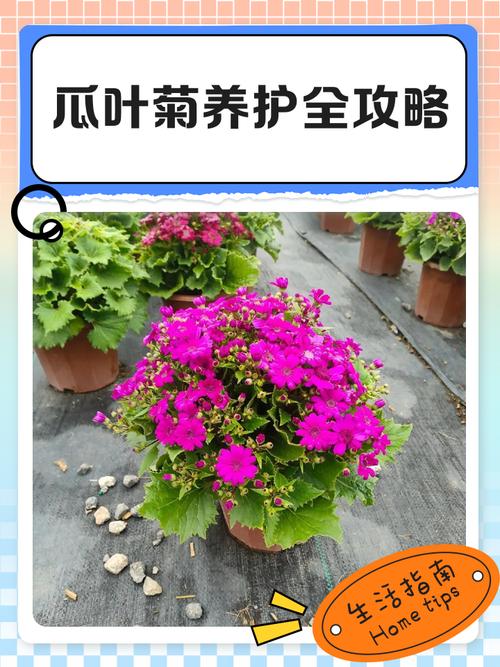 瓜叶菊能放室内吗，瓜叶菊养在家里好吗-第5张图片-优品飞百科