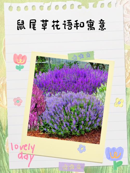 鼠尾草的花语和寓意,有什么传说故事?鼠尾草又叫什么名字?-第1张图片-优品飞百科 鼠尾草的花语和寓意,有什么传说故事?鼠尾草又叫什么名字?-第1张图片-优品飞百科