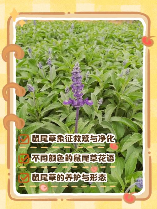 鼠尾草的花语和寓意,有什么传说故事?鼠尾草又叫什么名字?-第2张图片-优品飞百科 鼠尾草的花语和寓意,有什么传说故事?鼠尾草又叫什么名字?-第2张图片-优品飞百科