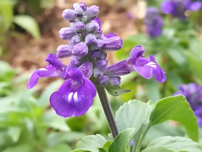 鼠尾草的花语和寓意,有什么传说故事?鼠尾草又叫什么名字?-第3张图片-优品飞百科 鼠尾草的花语和寓意,有什么传说故事?鼠尾草又叫什么名字?-第3张图片-优品飞百科