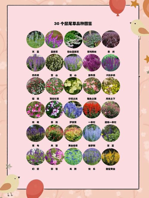 鼠尾草的花语和寓意,有什么传说故事?鼠尾草又叫什么名字?-第4张图片-优品飞百科 鼠尾草的花语和寓意,有什么传说故事?鼠尾草又叫什么名字?-第4张图片-优品飞百科