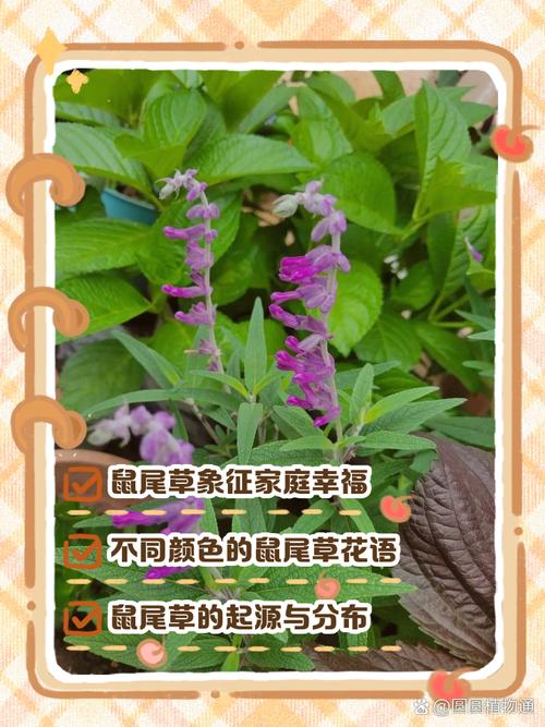 鼠尾草的花语和寓意,有什么传说故事?鼠尾草又叫什么名字?-第5张图片-优品飞百科 鼠尾草的花语和寓意,有什么传说故事?鼠尾草又叫什么名字?-第5张图片-优品飞百科
