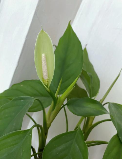 广东万年青能放在卧室吗，广东万年青放在室内有什么作用-第1张图片-优品飞百科