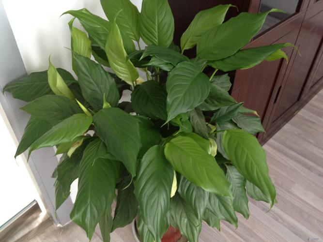 广东万年青能放在卧室吗，广东万年青放在室内有什么作用-第2张图片-优品飞百科