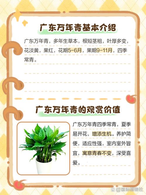 广东万年青能放在卧室吗，广东万年青放在室内有什么作用-第4张图片-优品飞百科