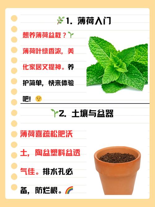 薄荷的功效与作用，薄荷叶怎么吃？薄荷叶的功效与作用及食用方法？-第1张图片-优品飞百科