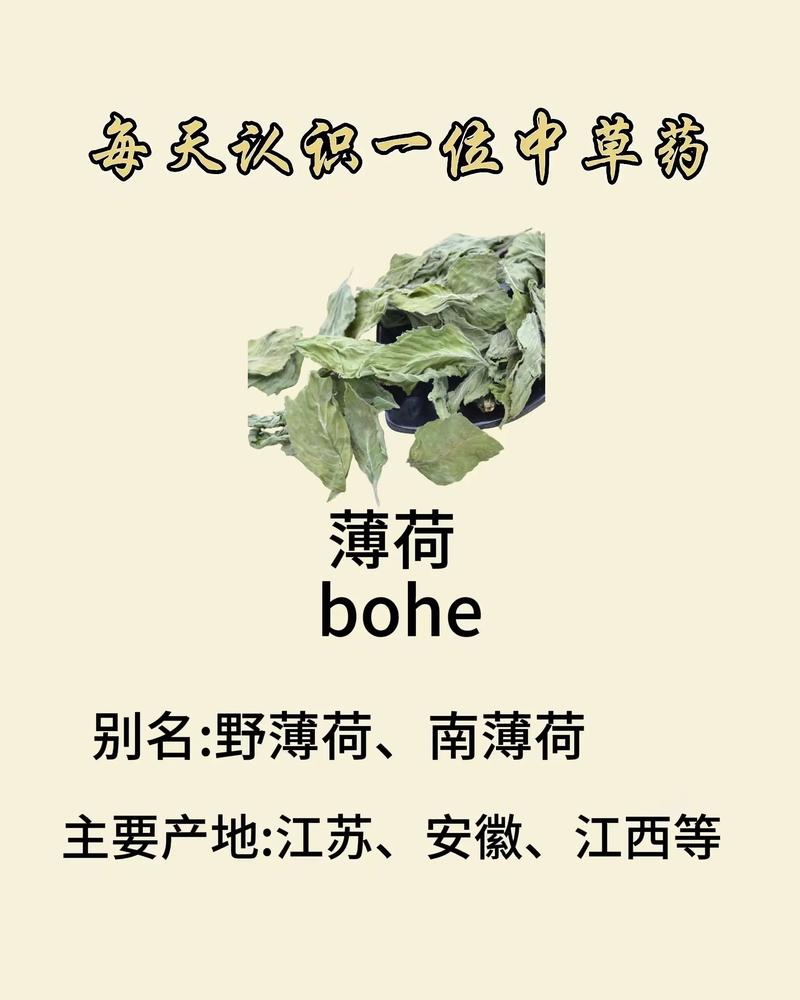 薄荷的功效与作用，薄荷叶怎么吃？薄荷叶的功效与作用及食用方法？-第6张图片-优品飞百科