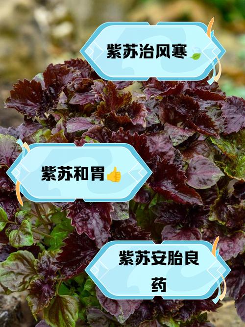 紫苏的作用，紫苏的作用和功能主治是什么？-第1张图片-优品飞百科