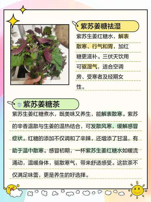 紫苏的作用，紫苏的作用和功能主治是什么？-第2张图片-优品飞百科