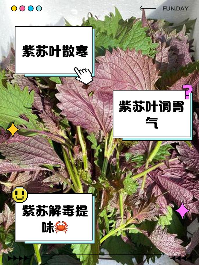 紫苏的作用，紫苏的作用和功能主治是什么？-第3张图片-优品飞百科