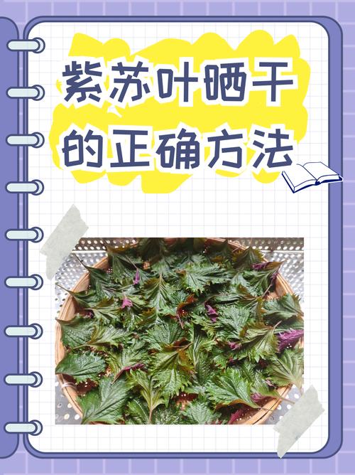 紫苏的作用，紫苏的作用和功能主治是什么？-第5张图片-优品飞百科