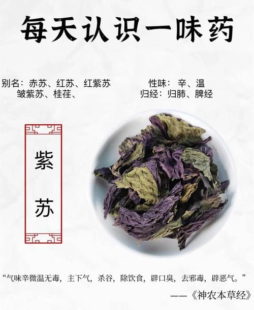 紫苏的作用，紫苏的作用和功能主治是什么？-第6张图片-优品飞百科