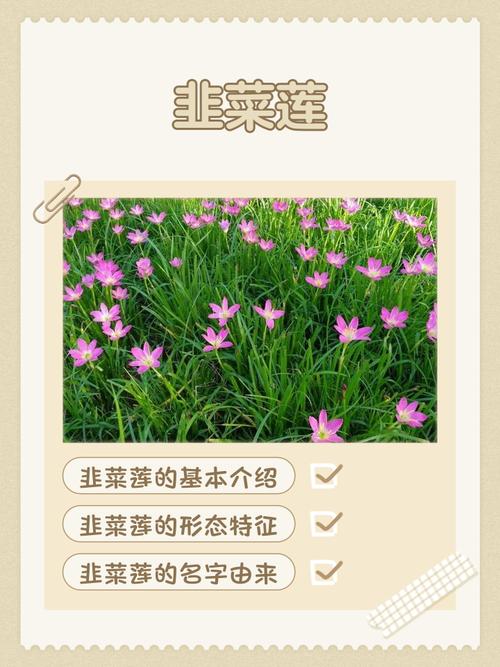 韭菜莲的价值，韭菜莲的药用价值-第4张图片-优品飞百科