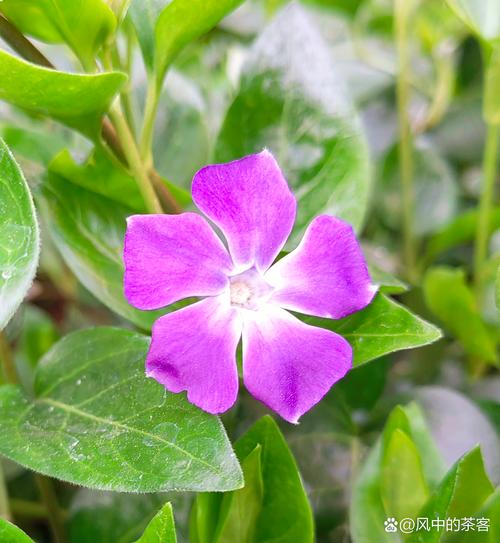 韭菜莲的价值，韭菜莲的药用价值-第5张图片-优品飞百科