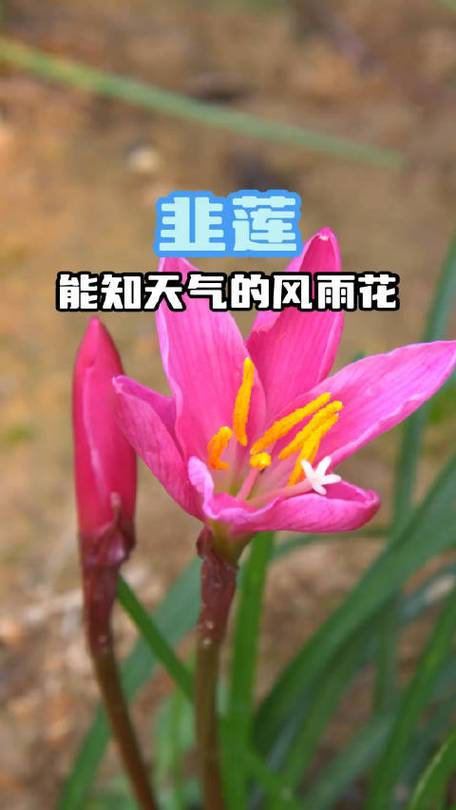 韭菜莲的价值，韭菜莲的药用价值-第7张图片-优品飞百科