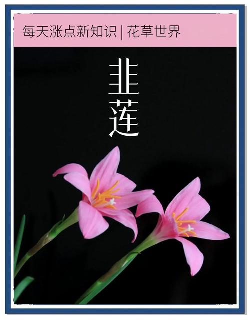 韭菜莲的价值，韭菜莲的药用价值-第8张图片-优品飞百科