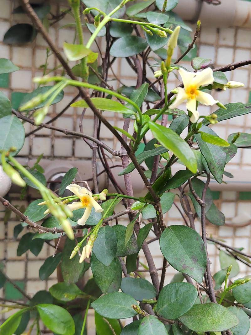 风车茉莉的毒性大吗，风车茉莉有什么毒-第1张图片-优品飞百科