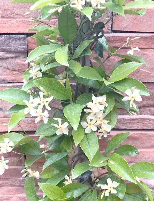 风车茉莉的毒性大吗，风车茉莉有什么毒-第2张图片-优品飞百科