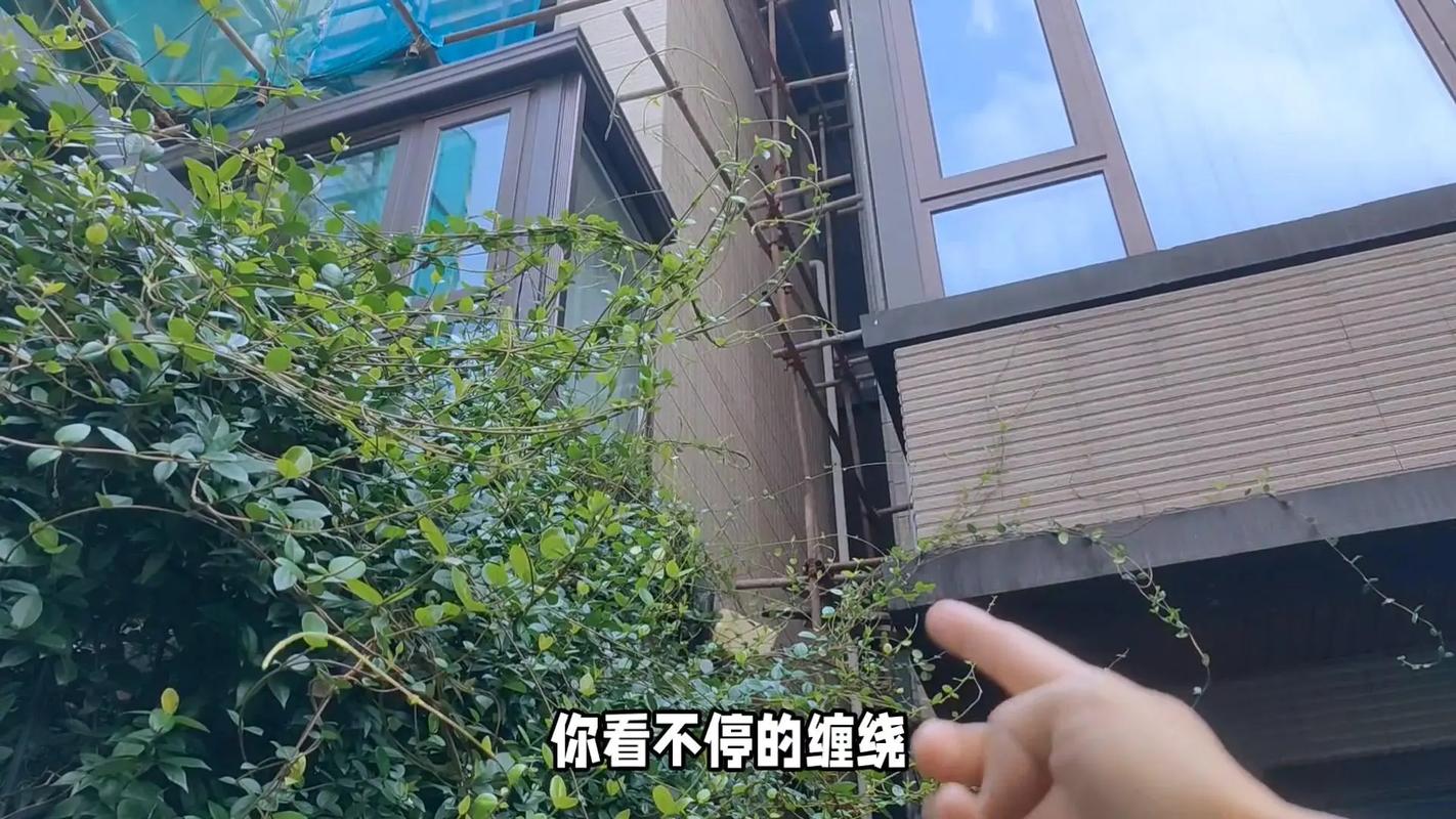 风车茉莉的毒性大吗，风车茉莉有什么毒-第3张图片-优品飞百科