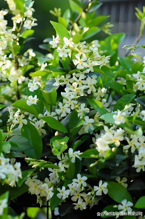 风车茉莉的毒性大吗，风车茉莉有什么毒-第4张图片-优品飞百科