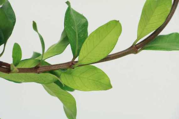 风车茉莉的毒性大吗，风车茉莉有什么毒-第5张图片-优品飞百科