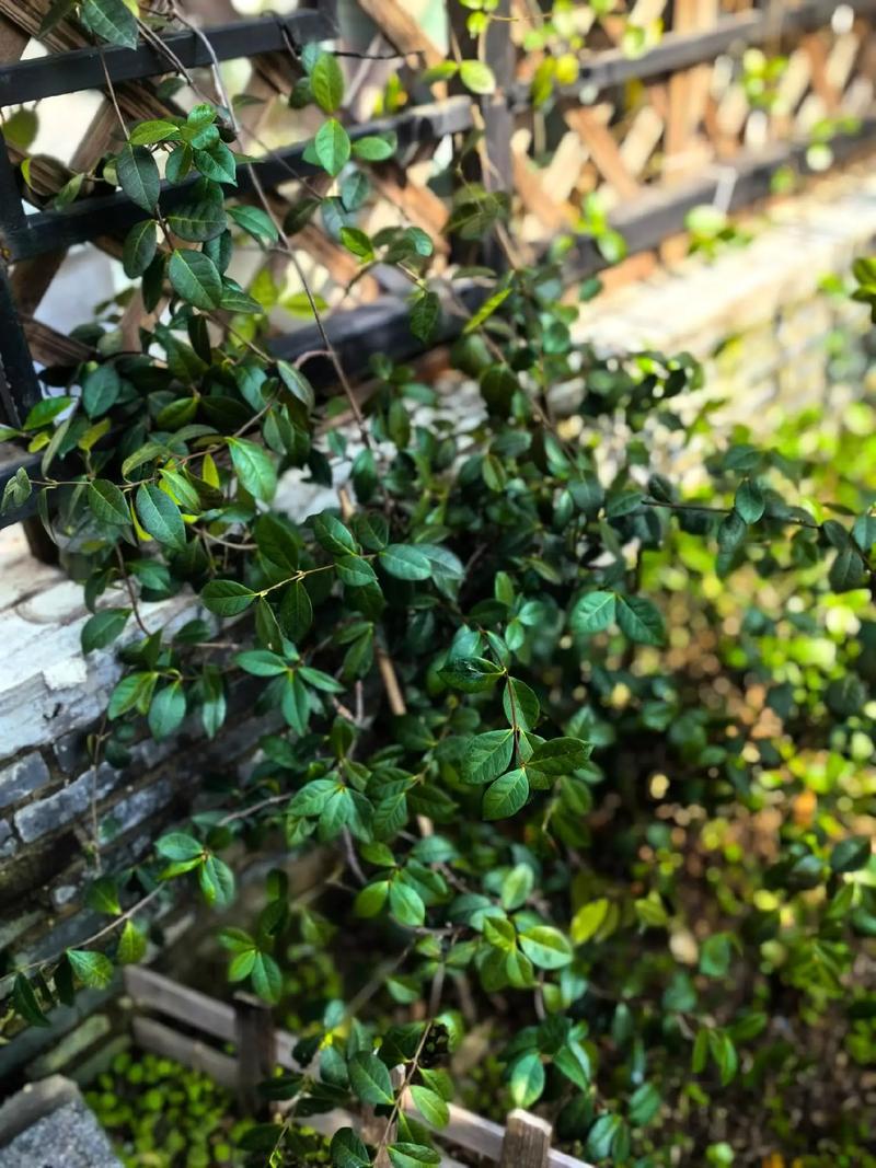 风车茉莉的毒性大吗，风车茉莉有什么毒-第6张图片-优品飞百科