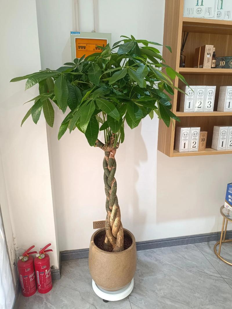 小发财树好养吗，怎么养？小发财树养殖方法和注意事项有哪些？