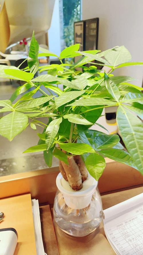 小发财树好养吗，怎么养？小发财树养殖方法和注意事项有哪些？-第2张图片-优品飞百科