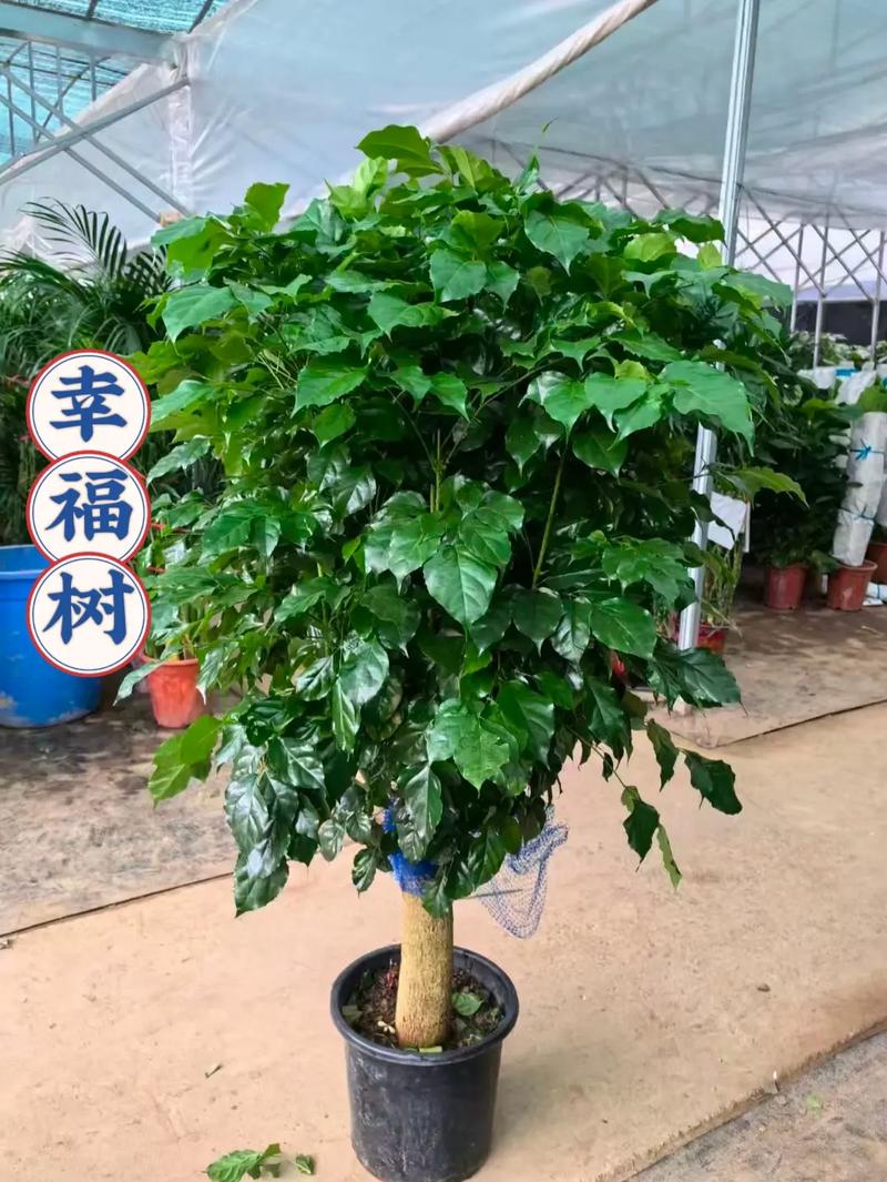 小发财树好养吗，怎么养？小发财树养殖方法和注意事项有哪些？-第3张图片-优品飞百科