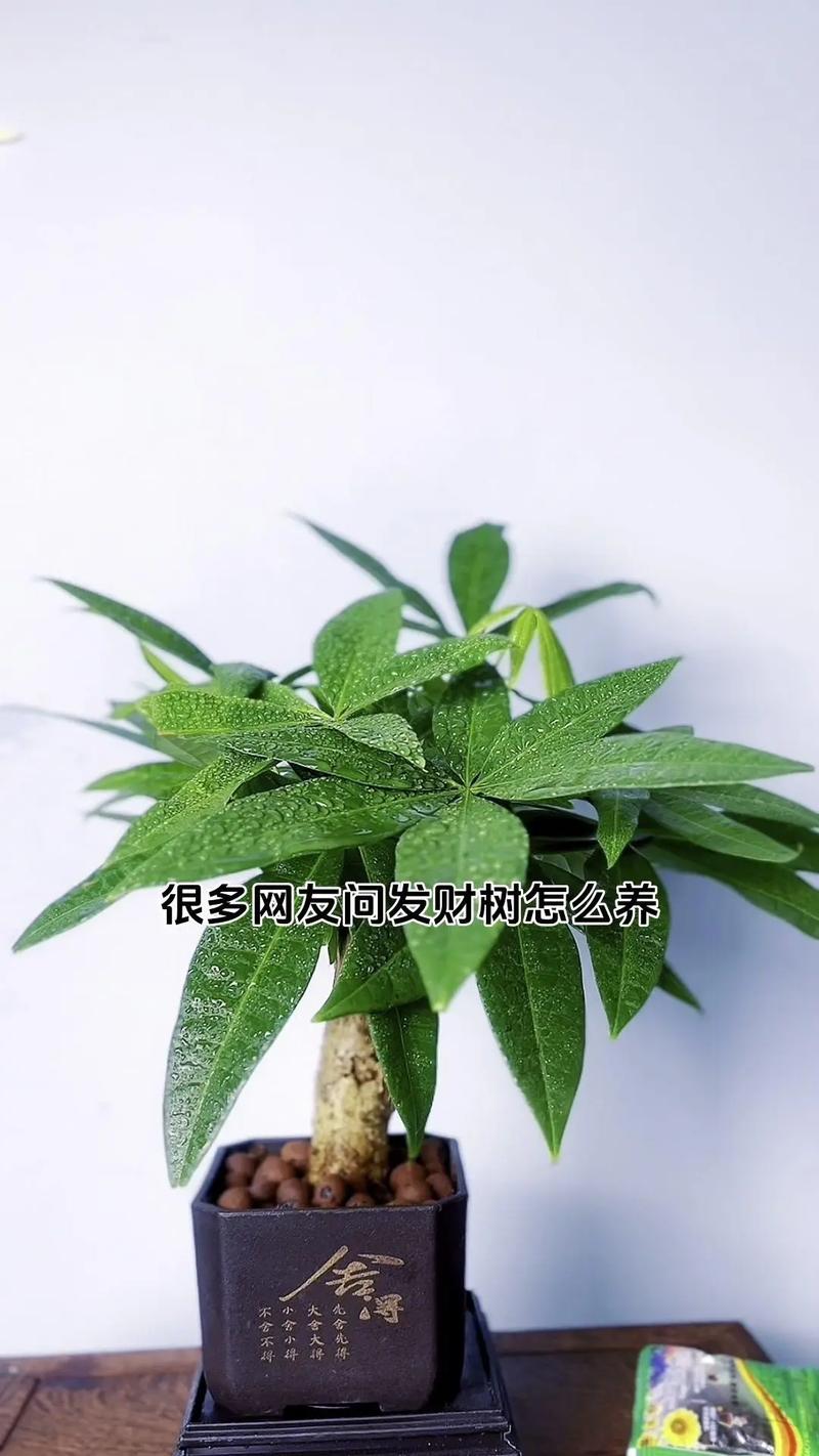小发财树好养吗，怎么养？小发财树养殖方法和注意事项有哪些？-第4张图片-优品飞百科