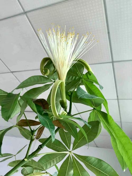 小发财树好养吗，怎么养？小发财树养殖方法和注意事项有哪些？-第5张图片-优品飞百科