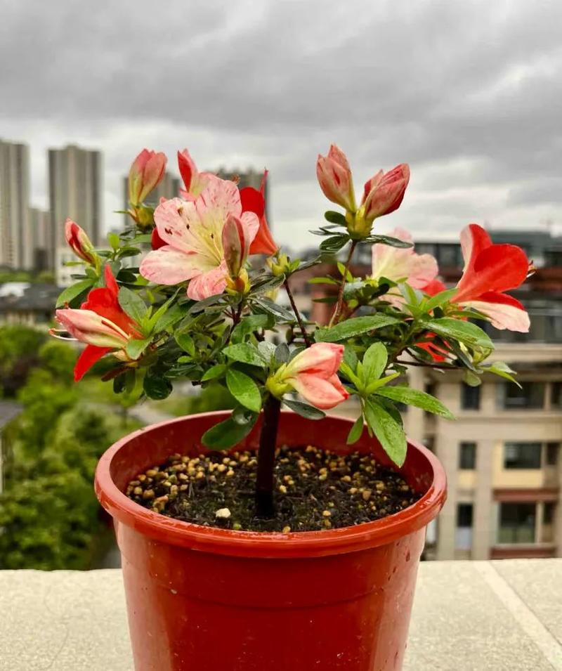 杜鹃花适合放卧室吗，杜鹃花可以放卧室吗,对人体好吗